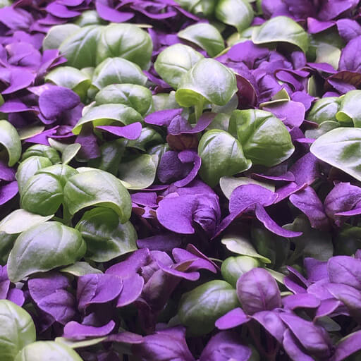 Green-Purple-Microgreens
