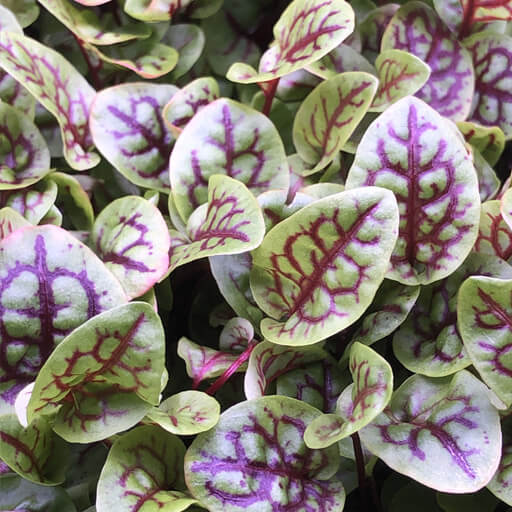 Microgreens-Purple-Veins