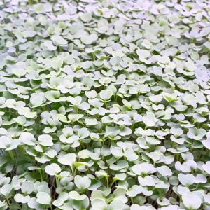 Arugula greens