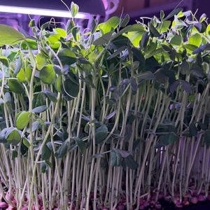 Pea shoot greens