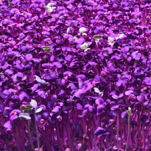 Radish greens