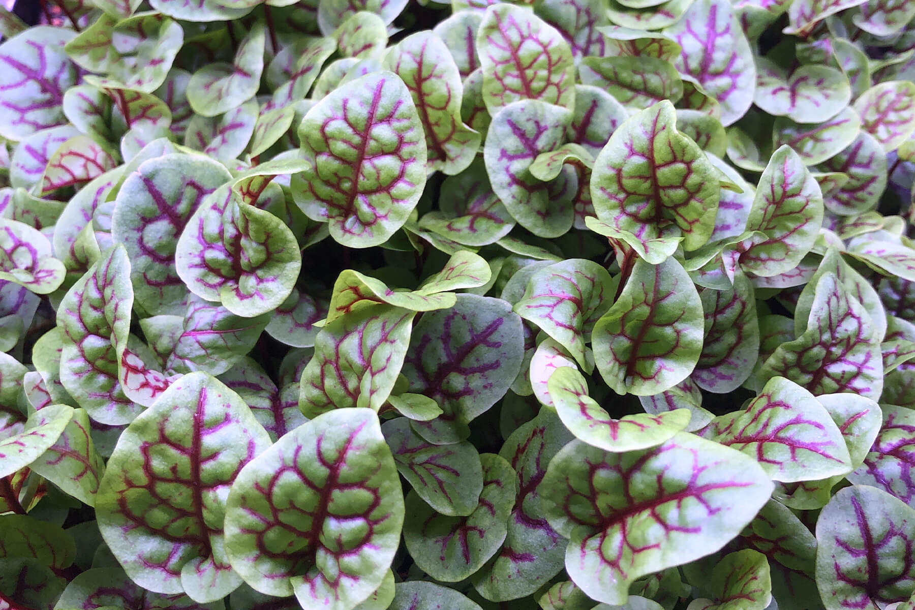 Red-veined sorrel